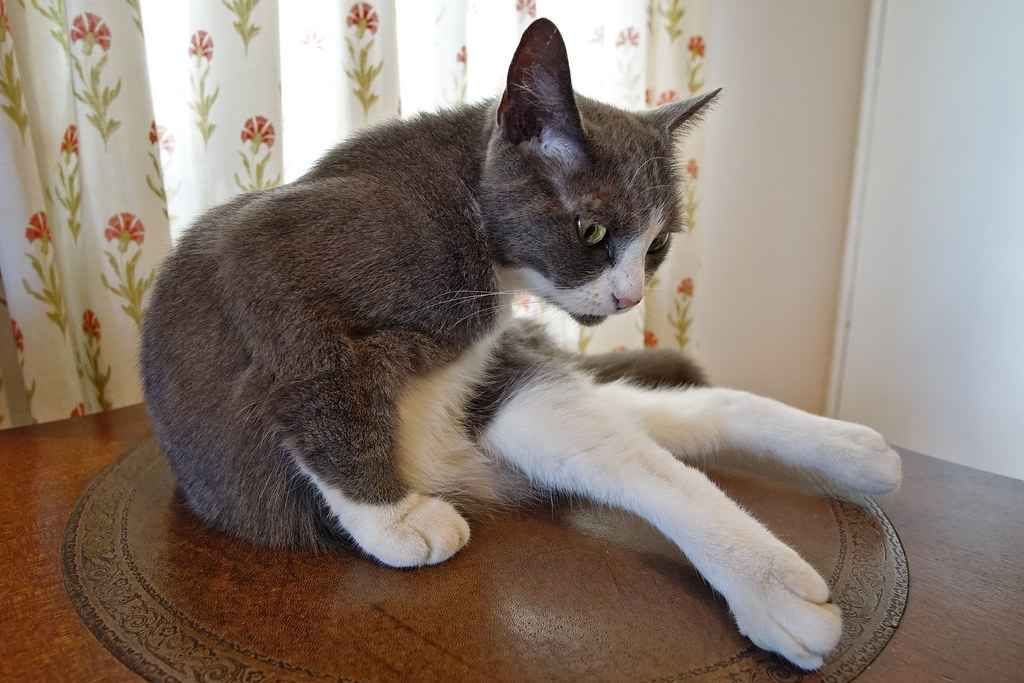 Shirley-Temple-Madness